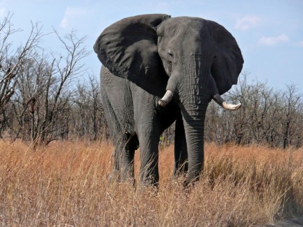 Slon v národním parku Chobe