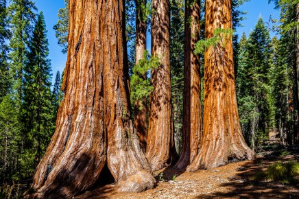 Yosemite národní park a jeho sekvoje 