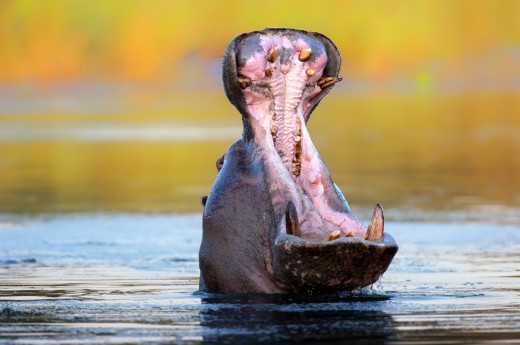 Hroch ve vodě v NP CHobe v Botswaně 