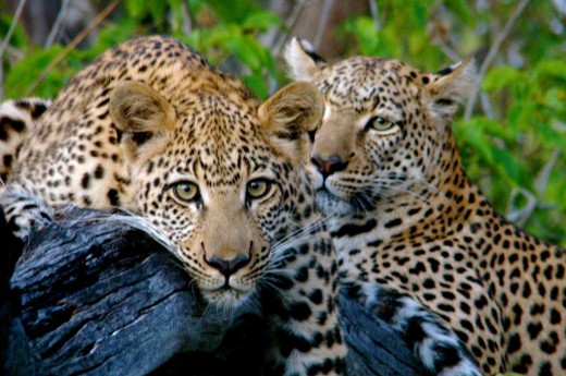 Poznáte domov leopardů - Etoshu