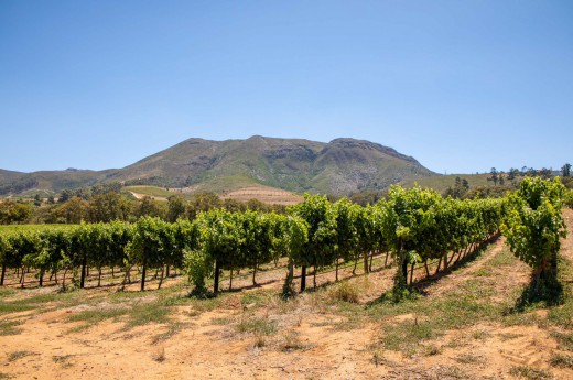 Vinice u Kapského města