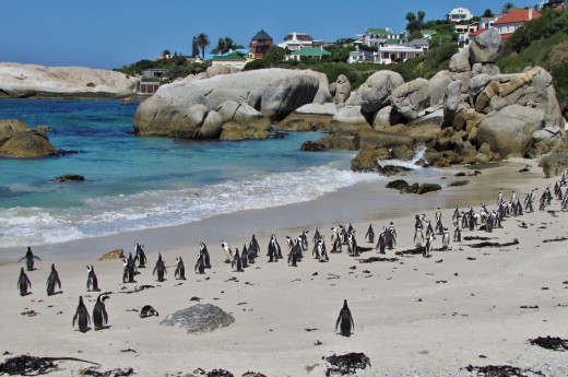 Simons Town s tučňáky na pláži 