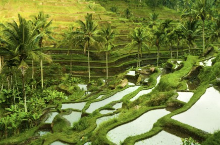 rýžové terasy na Bali, Indonésie