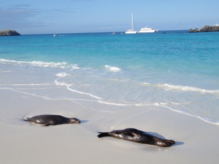 Dnes vědci tvrdí, že se evoluční živočichové nemění jen z generace na generaci