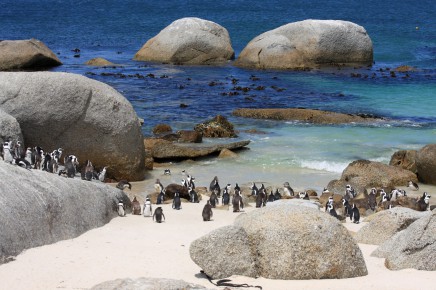 V Národním parku Boulders potkáme kolonie tučňáků