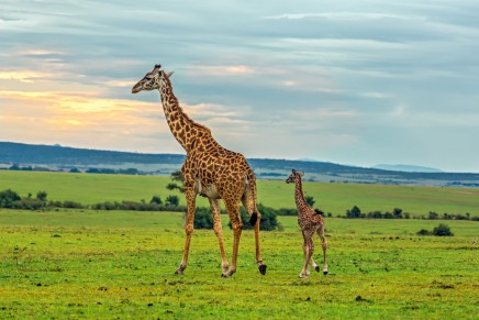 safari v Masai Mara v Africe