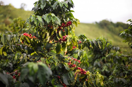 Ochutnejte jednu z nejlepších káv na světě