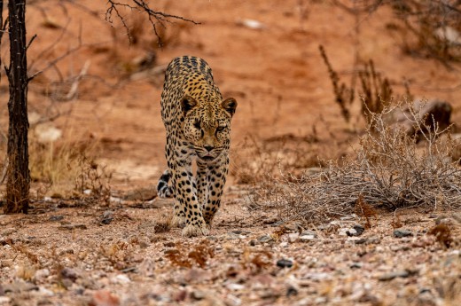 Leopard v Matobo