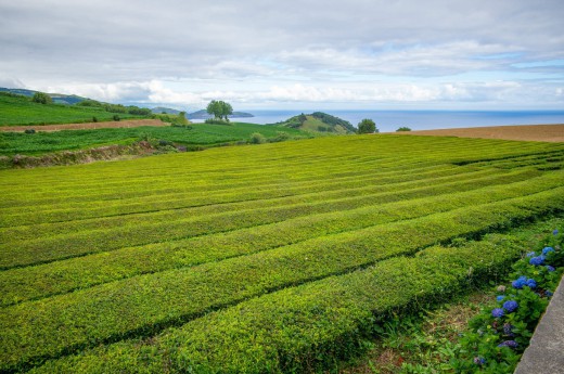 Jenom zde uvidíte zelené čajové stromky směřovat až k modrému oceánu 