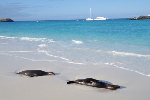 Dnes vědci tvrdí, že se evoluční živočichové nemění jen z generace na generaci