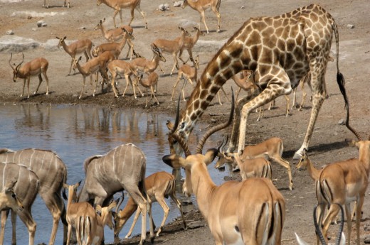 Národní park Kruger v Africe