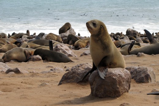 Na Cape Cross budete obdivovat kolonie tuleňů