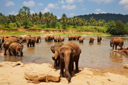 Pinnawala, Srí Lanka