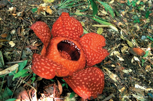 Objevíte Raflézii, největší květinu na světě
